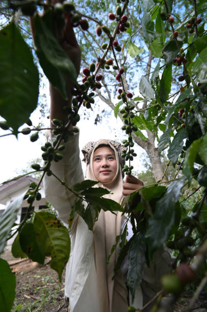 istock Young coffee farmer picking Arabica coffee beans 2147644836