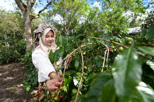istock Young coffee farmer picking Arabica coffee beans 2147644844