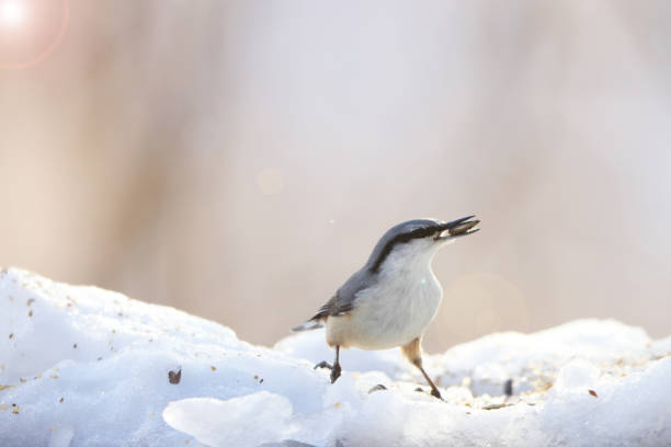 Eurasian nuthatch or wood nuthatch (Sitta europaea hondoensis) is a small passerine bird found throughout the Palearctic and in Europe. This photo was taken in Honshu, Japan.