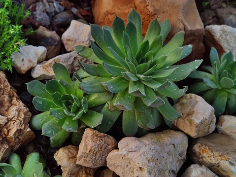 succulents sprouted in rocks, covered with water drops
