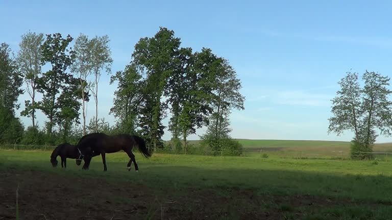 beautiful Horses run and gallop free in meadow