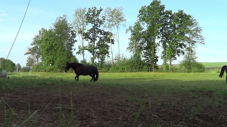 beautiful Horses run and gallop free in meadow
