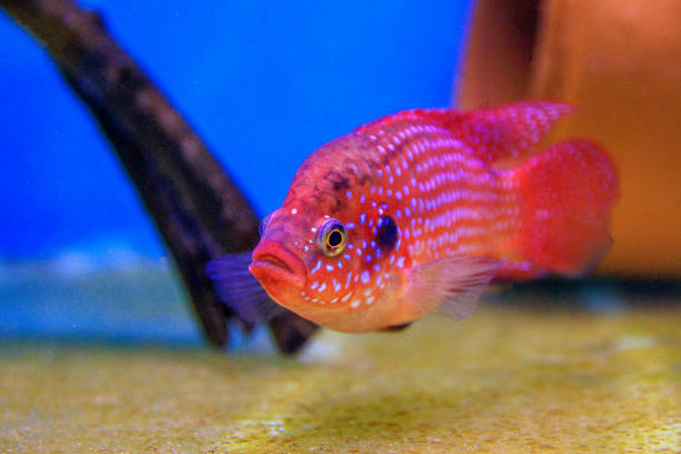 istock African cichlid jewelfish - (Hemichromis bimaculatus) 2147645877
