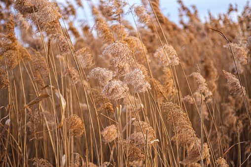 Phragmites australis. Pampas grass at sunset Reed seeds in neutral colors on a light background Dry reeds close up.
