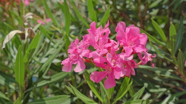 Bush of pink oleander nerium with blossoming flowers against the blue sky on a sunny day, the branches sway in the wind Spring blossom of nature. Poisonous toxic plants Bright colors of summer in park