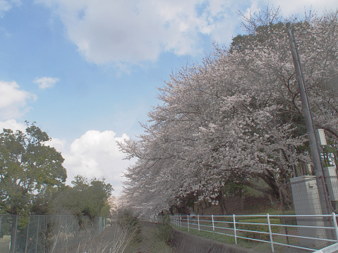 April 2024 Cherry blossoms in full bloom in Oyama, Tochigi Prefecture, Japan