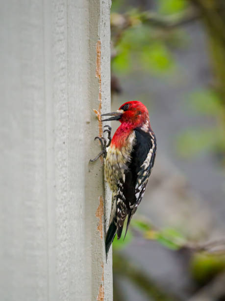 A Red-breasted Sapsucker woodpecker (Sphyrapicus ruber) pecking on the side of a house. Has wood chip in its beak.