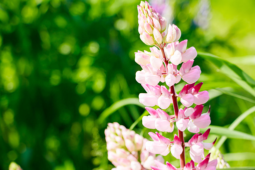 Pink lupine flowers close up in sun. Blooming wild plants. Lupines field.