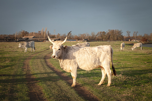 Picture of cow, a podolian cattle, standing in Vojvodina, Serbia at sunset. Podolian cattle is a group of cattle breeds characterised by grey coats and upright and often long horns that are thought to have originated in the Podolian steppe.