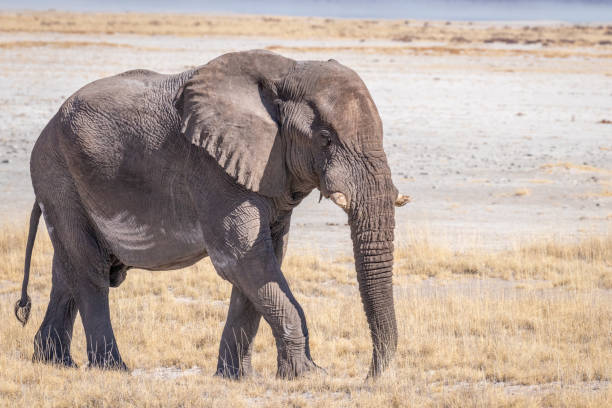 istock A male elephant ( Loxodonta Africana) walking through the salt pan, Etosha National Park, Namibia. 2147654323
