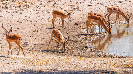 A territorial male black-faced impala (Aepyceros melampus petersi) showing his dominance, Onguma Game Reserve, Namibia.  Horizontal.