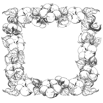 Square frame with cotton flowers and space for text. White cotton flowers using engraving technique. Linear sketch of white cotton balls, leaves and branches. Vector retro ink illustration.