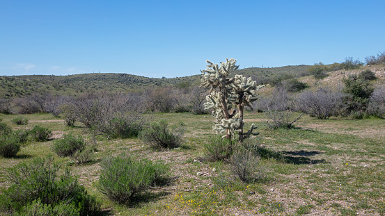 Jumping Cholla cactus in the Salt River management area near Phoenix Arizona United States