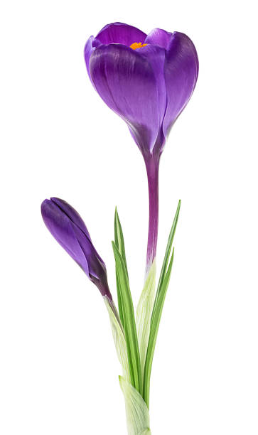 istock Spring flowers - Beautiful purple crocus flowers with leaves isolated on a white background. 2147655150