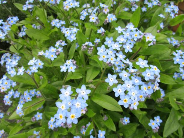 istock Close-up of forget-me-not flowers 2147656607