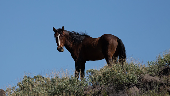 Deep sorrel wild horse stallion in the Salt River wild horse management area near Scottsdale Arizona United States