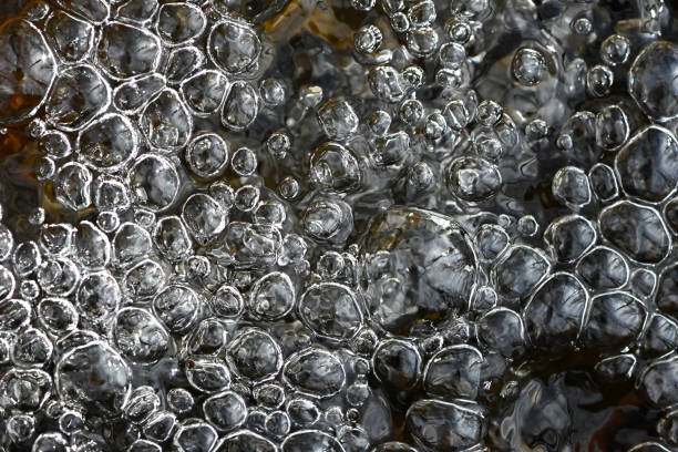 Frog eggs on water surface of pond, shallow depth of field