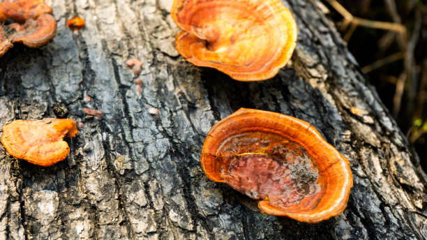 istock Ganoderma is a genus of polypore fungi in the family Ganodermataceae found in the trunk of tree, They are sometimes called shelf mushrooms or bracket fungi. sometime use for medicine 2147658693