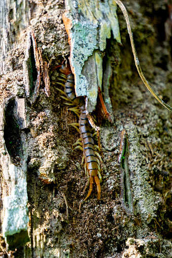 Brown centipedes (Lipan, kilopoda, kelabang) hide in dry wood