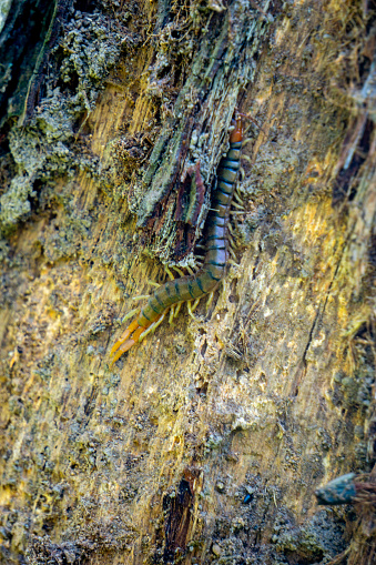 Brown centipedes (Lipan, kilopoda, kelabang) hide in dry wood