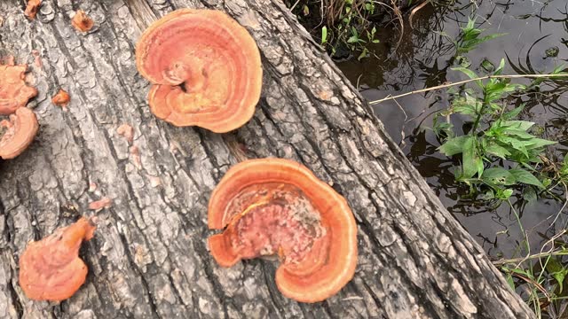 Ganoderma is a genus of polypore fungi in the family Ganodermataceae found in the trunk of tree, They are sometimes called shelf mushrooms or bracket fungi. sometime use for medicine