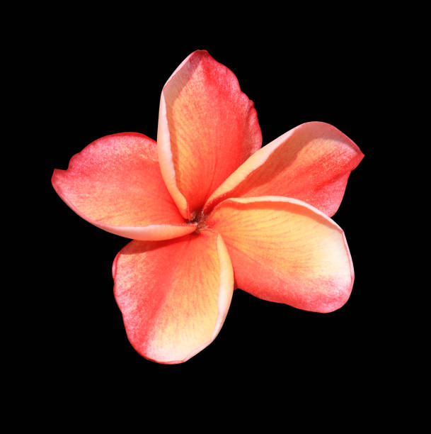Plumeria or Frangipani or Temple tree flower. Close up single red-yellow plumeria flowers bouquet isolated on black background.