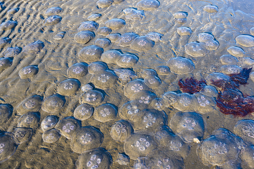 water jelly washed ashore