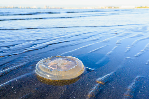 water jelly washed ashore
