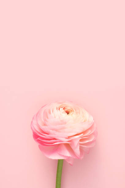 istock Flower and card mock-up 2147661432