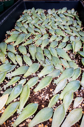 Gain a firsthand glimpse into the propagation process of succulent leaves at the Greenhouse. This image captures the methodical nature of propagation, shedding light on the steps involved in cultivating new plants