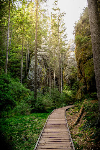 A wooden path winds its way through a dense and vibrant green forest, surrounded by tall trees and lush foliage. The path is well-trodden, showcasing the beauty of nature and the Adrpach Teplice rock formation in the Czech Republic.