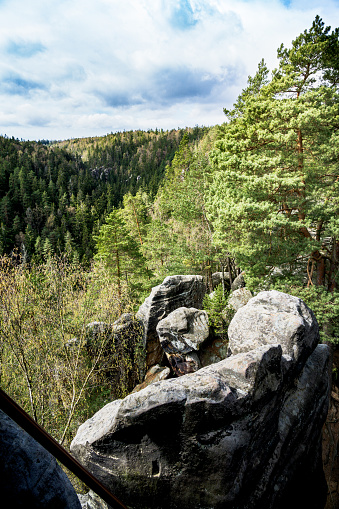 A view from the top of a hill shows a dense forest sprawled below, with tall trees and thick foliage creating a green canopy. The Adrspach Teplice rock formation in the Czech Republic is visible in the distance.