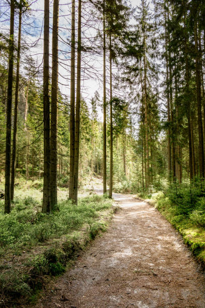 istock Dirt Path Cutting Through Forest at Adrpach Teplice Rock Formation 2147666459