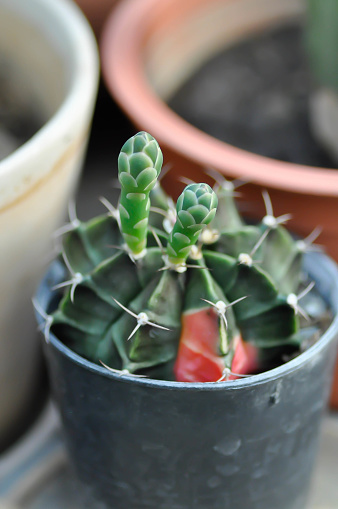 Gymnocalycium ,Gymnocalycium mihanovichii or gymnocalycium mihanovichii variegated with flower or cactus flowers