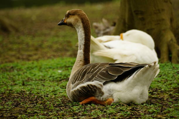istock Close-up of goose on the grass 2147666856