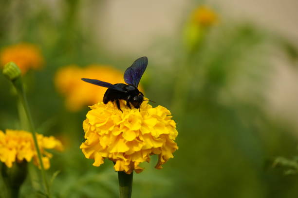 Detailed macro shot of bee on orange flower petal during springtime pollination.