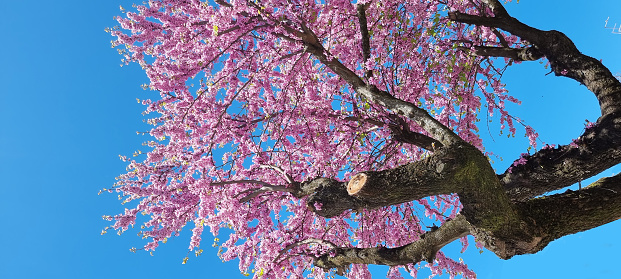 redbud pink flowers in blue sky of sunny day in easter season