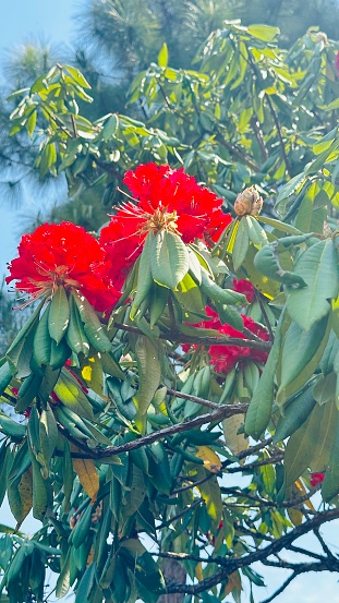 The rhododendron is not only a popular ornamental plant but also holds special significance as the national flower of Nepal. In Nepal, where rhododendrons are abundant in the Himalayan region, these beautiful flowers symbolize the country's natural beauty and diversity. The vibrant colors and resilience of the rhododendron make it a fitting emblem for Nepal, reflecting the nation's rich cultural and ecological heritage.