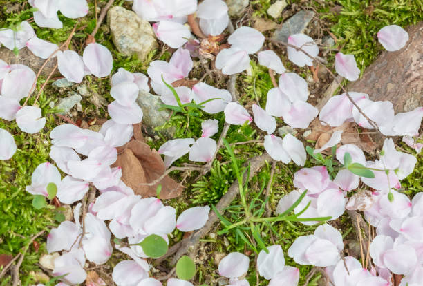 Cherry blossom leaves falling under the cherry blossom tree. Japanese cherry, Sakura