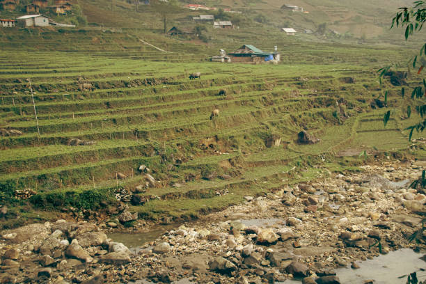 Rural landscape with terraced farming fields alongside a river with small indigenous houses in Lao Cai Village  which is a famous travel destination in Sa pa, Vietnam