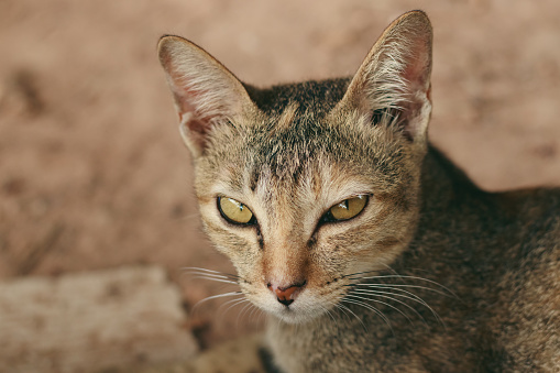 Close-up portrait of a tabby cat with a sharp and focused gaze showing a smug expression