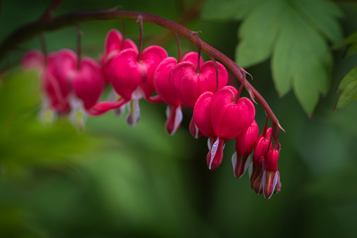 Soft focus of heart-shaped Bleeding heart flower in pink and white color during summer in Austria, Europe. Blurred garden background.