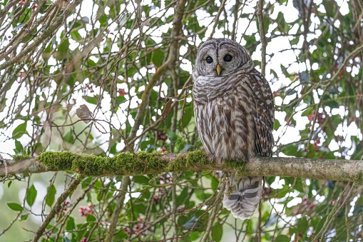 barred owl perched at a tree branch