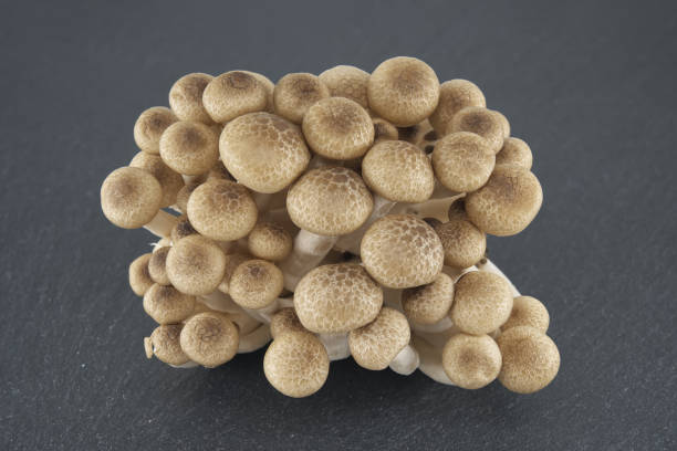 istock Brown beech mushrooms arranged on black stone plate 2147668948