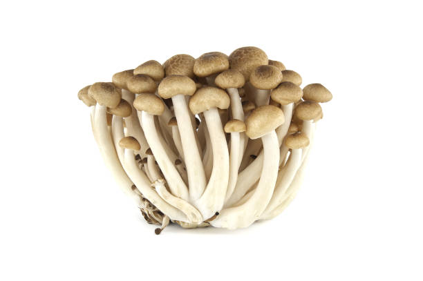 istock Group of Shimeji mushrooms isolated white background 2147668957