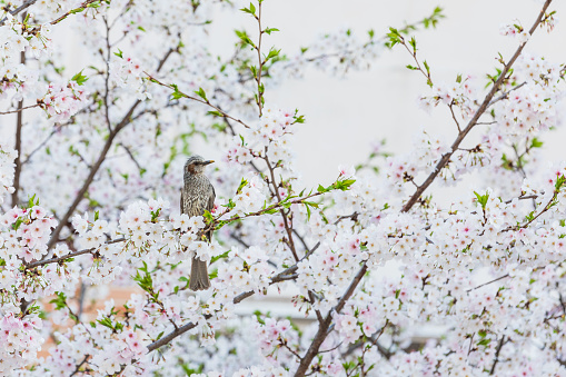 A brown-eared bulbul bird resting for a moment among the cherry blossoms in full bloom. Hypsipetes amaurotis, Japanese cherry, Sakura