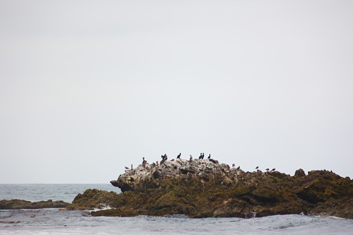 Pelicans and sea birds sitting on rocks in the Pacific Ocean in Laguna beach California