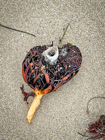 Heart shaped plant in the tide pools of Laguna Beach California