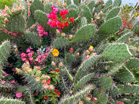 Cactus in full bloom along the shoreline in Southern California