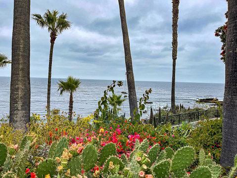 Pacific Ocean in Laguna beach with tropical foliage and cactus plants
